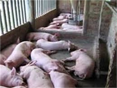 Giải Pháp Hiệu Quả Hạn Chế Tình Trạng Lợn Chết Do Bệnh Tai Xanh