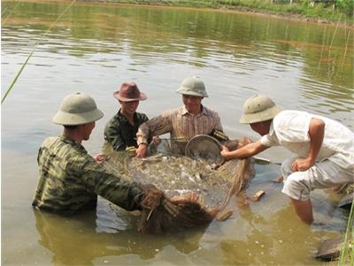 Triển Khai Nuôi Cá Lăng Chấm Thương Phẩm Trong Ao