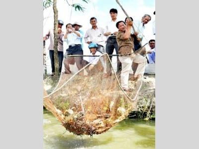 Mô Hình Mới Cho Lãi Cao Nuôi Cua Mật Độ Cao