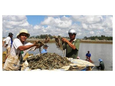 Cơn Lốc... Tôm Chân Trắng