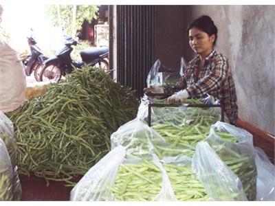 Đậu Hà Lan Trên Đất Tiên Do