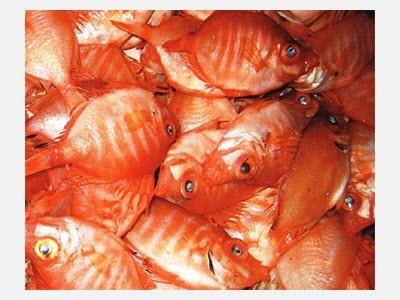 Cá Thoi Đỏ (Boarfish) Được Quảng Bá Tại Trung Quốc