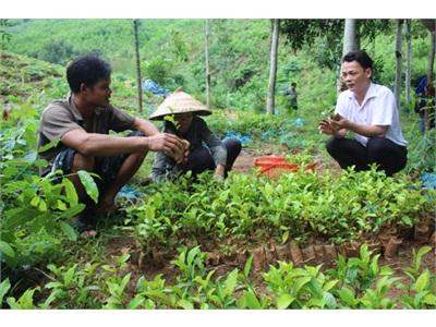 Minh Long Khôi Phục Cây Chè Truyền Thống