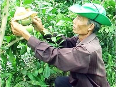 Đào Tiên Hồ Lô Hàng Độc Ngày Tết