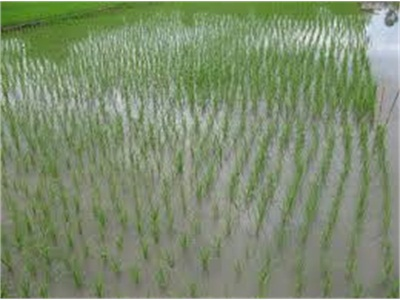 Trên 10.000 Ha Lúa Đông Xuân Xuống Giống Sớm, Có Nguy Cơ Bị Sâu Bệnh Tấn Công