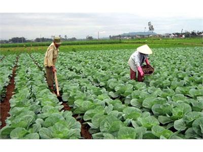 Hỗ Trợ Sản Xuất Rau An Toàn