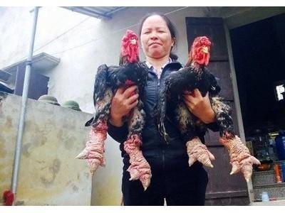 40 triệu đồng/con gà Đông Tảo biếu Tết