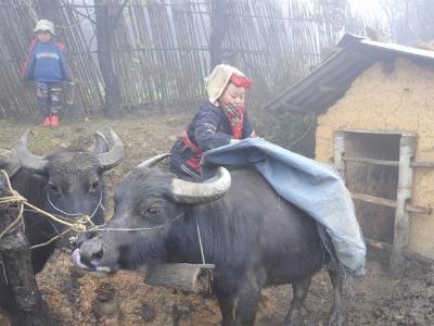 Ba cùng chống rét cho gia súc