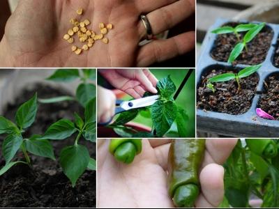 Cách trồng ớt Peter hình của quý sai trĩu quả