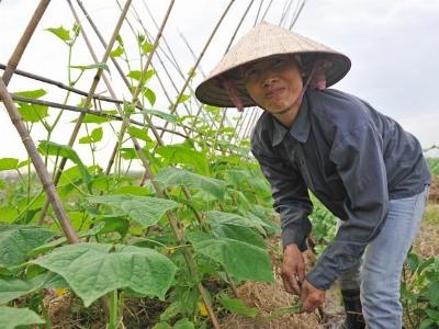 Cần có Luật Bảo hiểm nông nghiệp