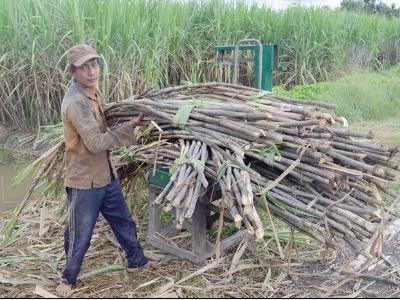 Cây mía Cà Mau bỏ thì thương, vấn vương thì khổ