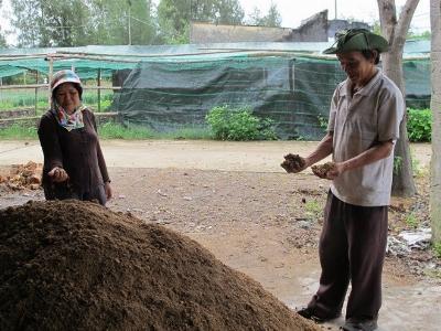 Dân khóc ròng vì nấm trồng mắc bệnh lạ chết hàng loạt