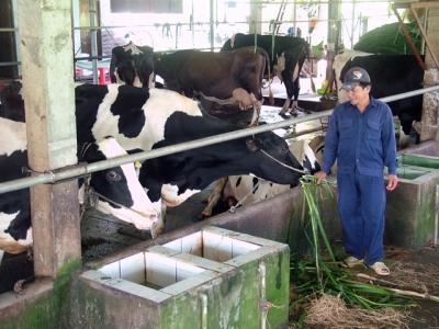Gỡ khó cho người chăn nuôi bò sữa