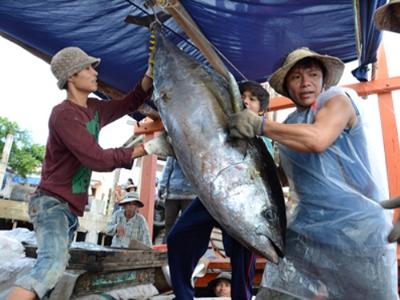 Hơn 1.000 tàu dốc lực đánh bắt cá ngừ đại dương