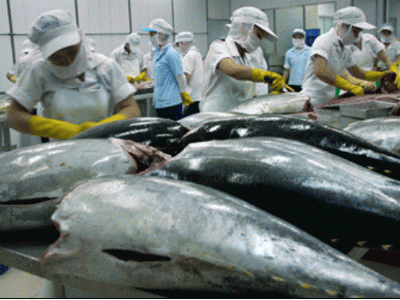 Kỳ vọng bước nhảy vọt cho cá ngừ xuất khẩu