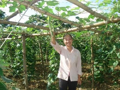 Lặc lày - cây xoá đói giảm nghèo ở xã Cư Yên