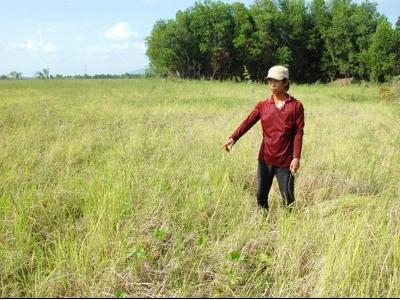 Lúa mùa nổi thiệt hại vì không có lũ