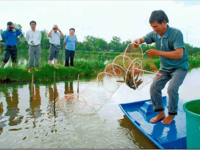 Lúa thơm, tôm sạch