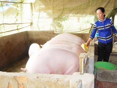 Mua heo siêu mỡ giá cao thương lái Trung Quốc đang chơi chiêu gì