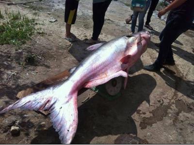 Ngư dân trúng số vì bắt được cá tra khổng lồ gần 100kg