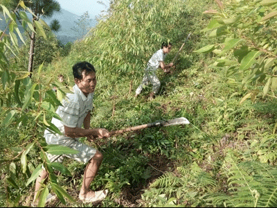 Nông dân Nam Đông làm giàu