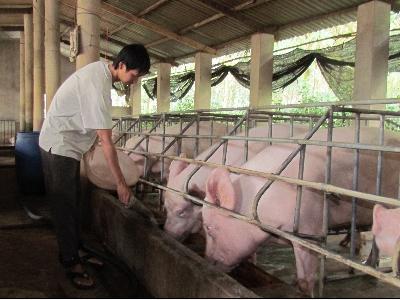 Cách phối trộn thức ăn cho lợn con