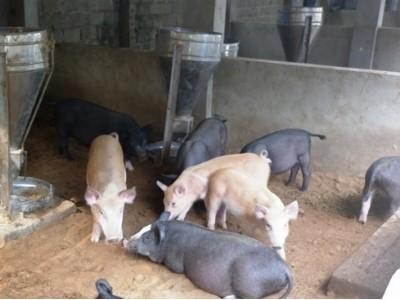 Nuôi lợn đen công nghệ vi sinh mở hướng cho người chăn nuôi