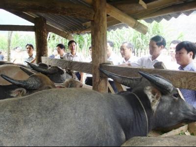 Nuôi trâu sinh sản