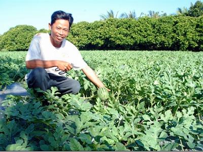 Phú An phát triển hoa màu