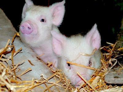 Tăng sức sống cho lợn con sau cai sữa