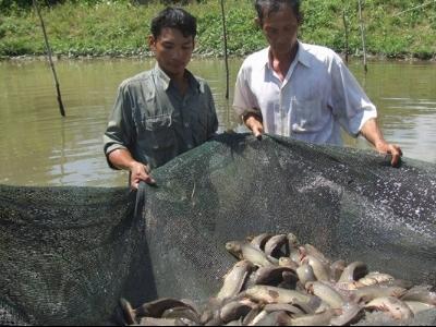 Tăng thu nhập nhờ mô hình nuôi cá trong ruộng trũng