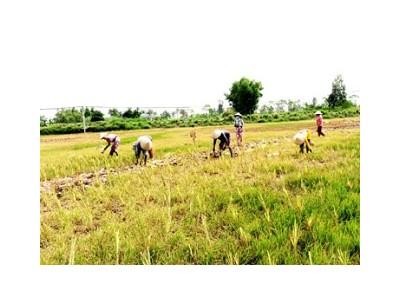 Vụ lúa thu đông 2015 nông dân Tân Phú Đông bị thiệt hại nặng