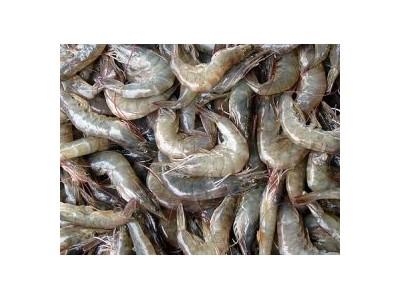 Latest State-of-the-Art Shrimp Farm a Boost to Nigeria