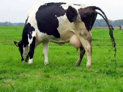 Diseases of Cattle: BVD - Bovine Virus Diarrhea