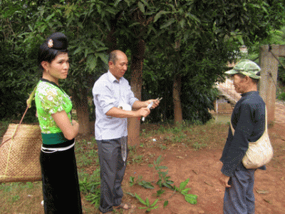 DAP Lào Cai kích thích mầm cây tăng trưởng nhanh