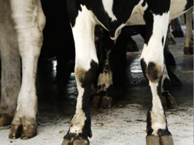 Cow Health: Cow Lameness