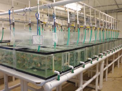 Parasite treatment reduces F. columnare infection in tilapia