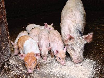 8 questions to ask when purchasing piglet feeds