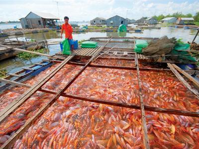 Nguyên tắc chung nuôi cá đảm bảo vệ sinh an toàn thực phẩm
