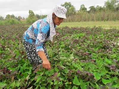 Giống khoai ngon nức tiếng: Sâm đất Bảo Ninh