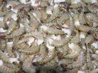 Critical decisions for shrimp harvesting and packing, Part 3
