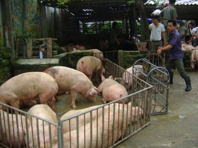 Giá thịt lợn giảm: Thủ phạm là... thị trường Trung Quốc?