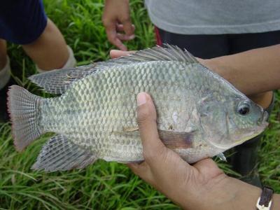 Theory of Healing abilities of wild fishes and recovery of injured GIFT  Tilapia.docx