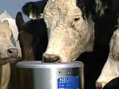 Automatic Livestock Waterers: Preparing for Winter