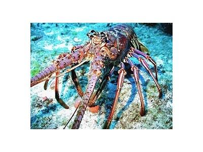 Caribbean Spiny Lobsters Found to Get Food From an Unexpected Source