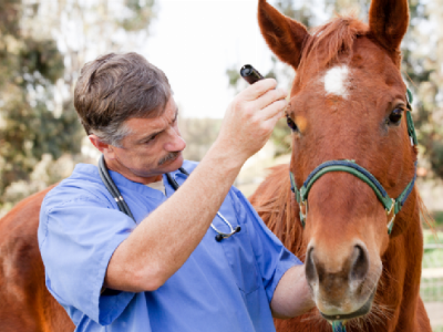 Horse Health: Hydrating Your Horse after Running or Racing