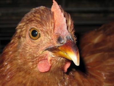 Europe, Asia, Africa on heightened alert for avian flu