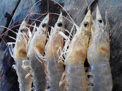 Calibrin® -Z Increases Shrimp Survival During Early Mortality Syndrome (EMS) Challenge