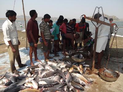 Indias reservoirs show significant potential for aquaculture