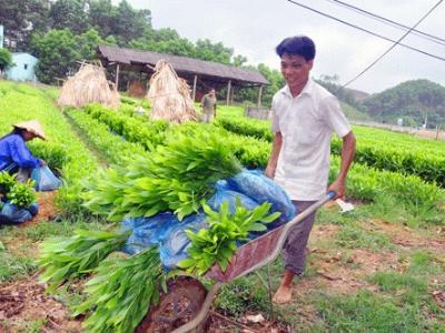 Đưa lâm nghiệp thành ngành kinh tế - kỹ thuật đặc thù